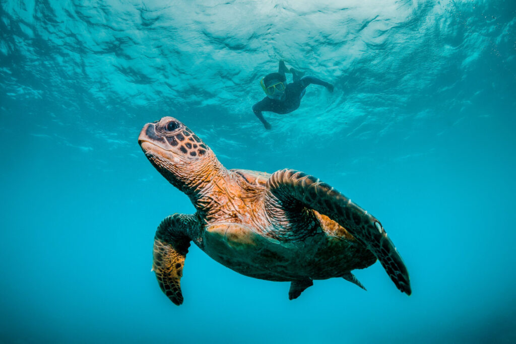 Sea turtle swimming freely in the ocean