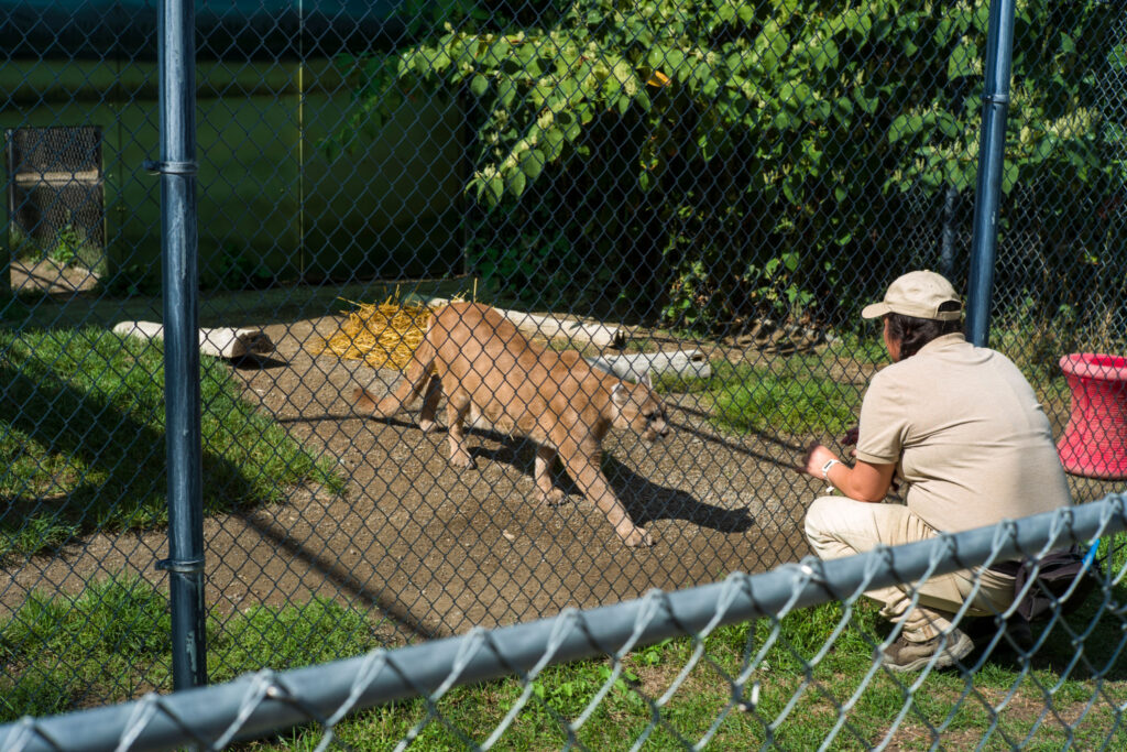 Zoo keeper feeding a mountain lion at Cat Tales Zoological Park