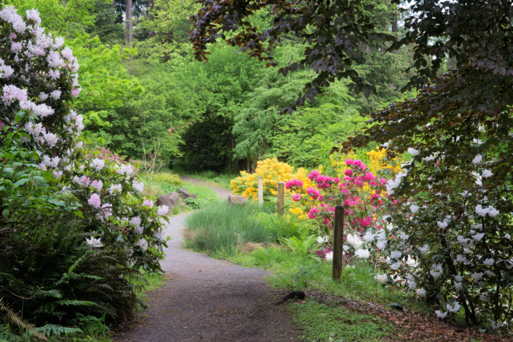 A pathway within Hendricks Rhododendron Park in Eugene, Oregon