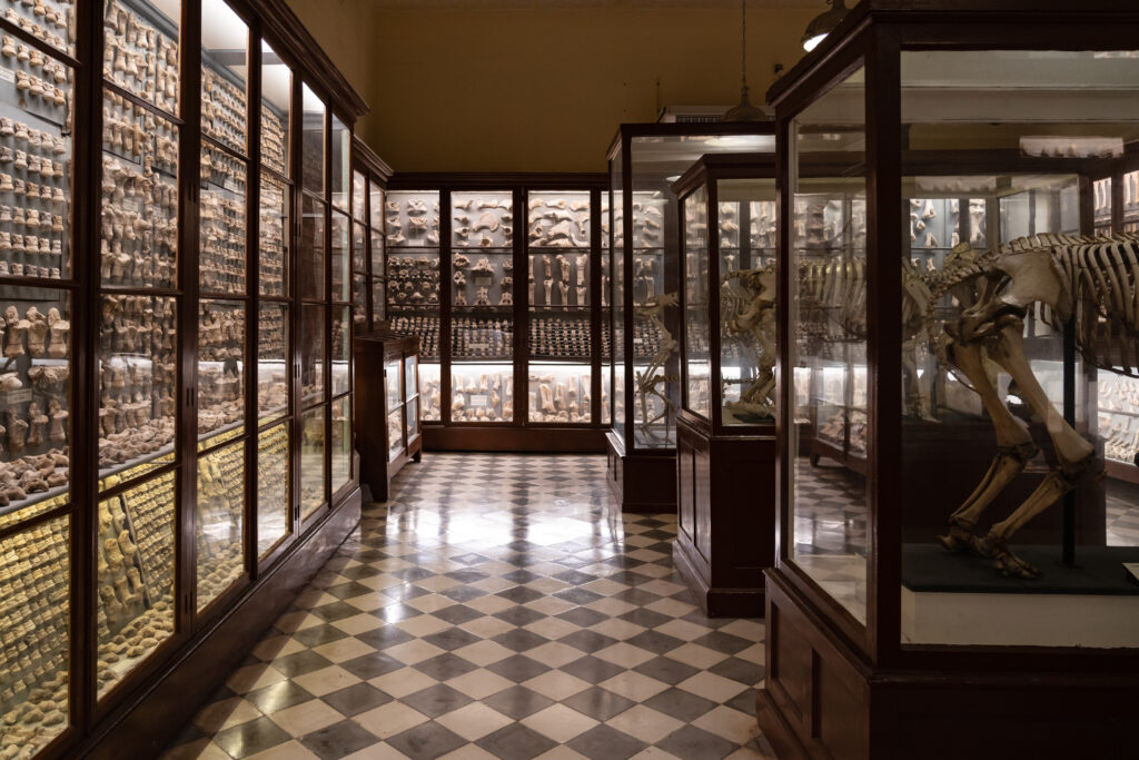 Ghar Dalam Museum room. The showcases in the centre of the museum's room contain complete skeletons of modern examples of deer, elephant and other species. pio3/Shutterstock