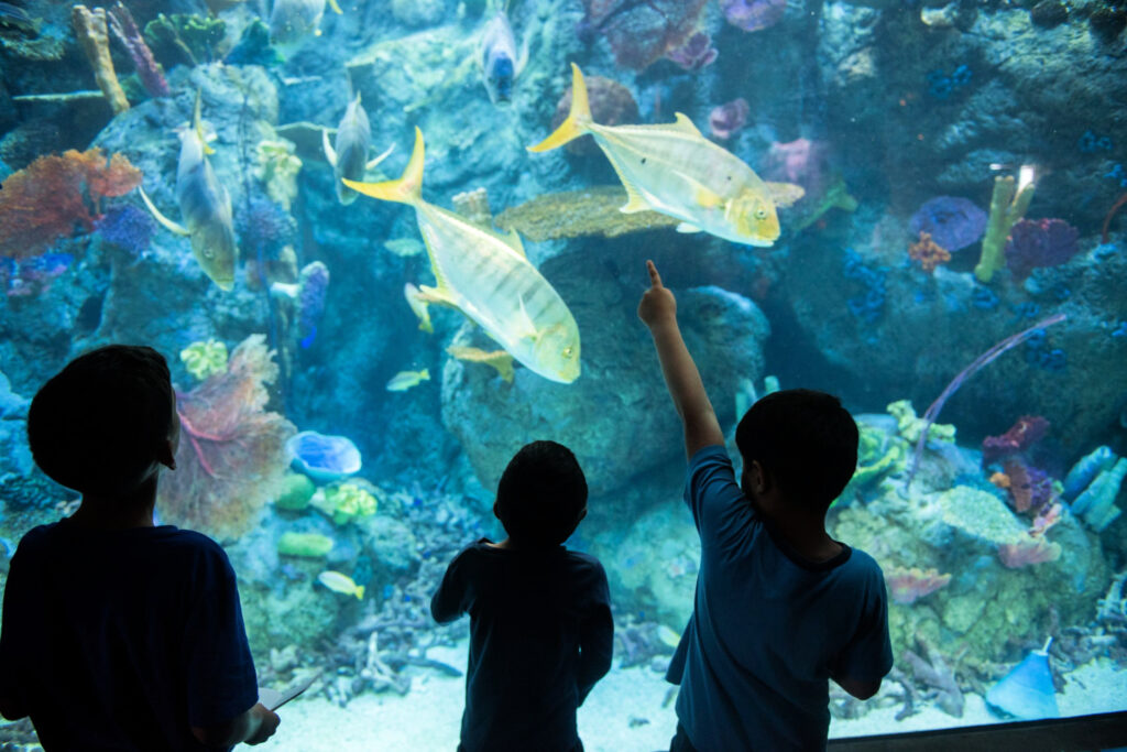 The Aquarium of the Pacific in Long Beach