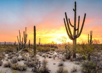 A woman viewing a colorful sunset in Saguaro National Park
